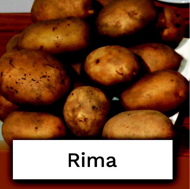bulwy ziemniaka odmiany Rima